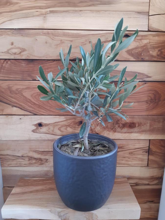 Little Olive Tree House Apartamento Sali Exterior foto